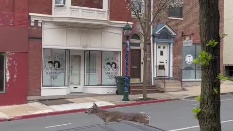 Deer Breaks Through Tattoo Shop's Window