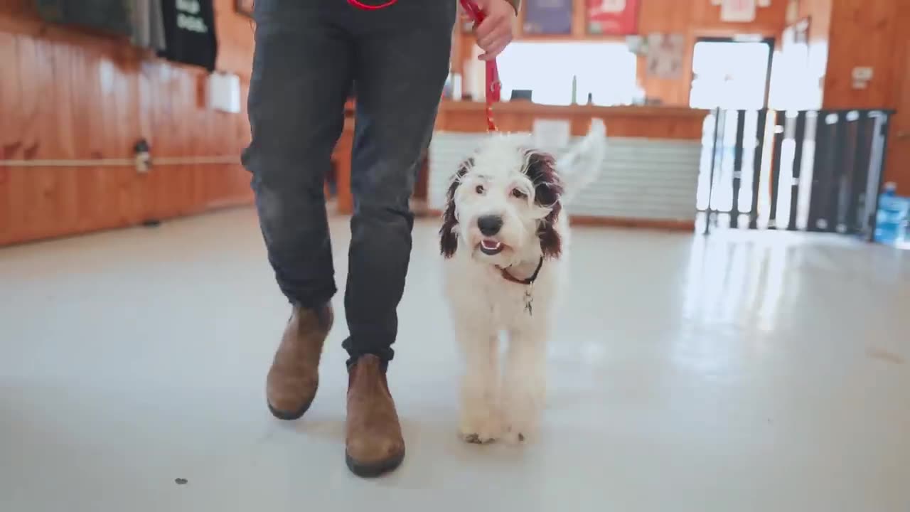 HOW TO TRAIN YOUR PUPPY