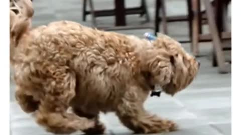 Cute dog's reaction upon seeing it's owner!!!