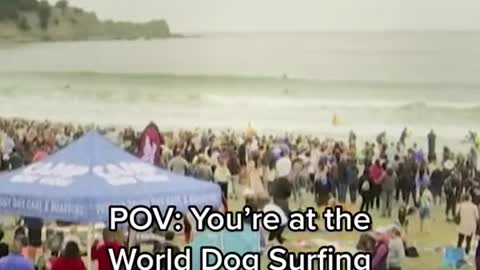 POV: You're at theWorld Dog SurfingChampionships