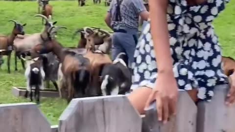 Goats And Smoke Shows