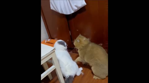 Cat funny fighting 😂 #45