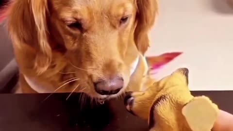 Very funny and cute dog compilation 🐶🐶🐶🐶🐶🐶🐶 #short