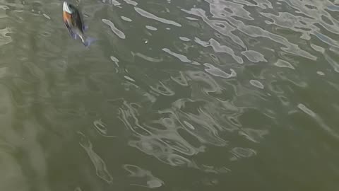 Bluegill kissena