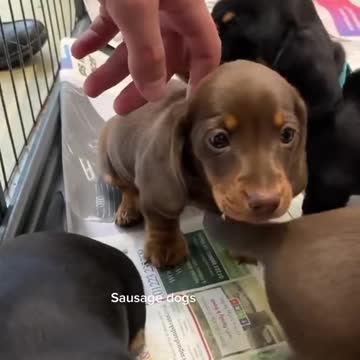 Beautiful clips dogs