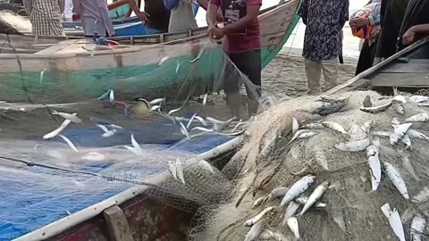 Hasi ikan belanak nya banyak sekali