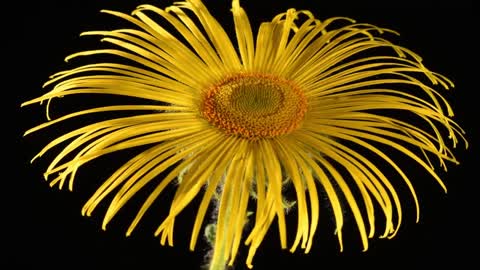 Inula hookeri, Hooker Inula flower time lapse