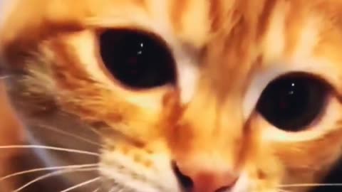 cute kitten,s 🙈🫣🐸🐸