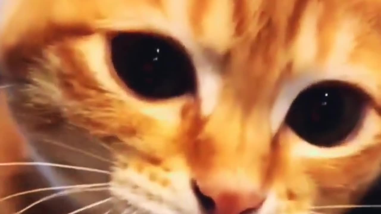 cute kitten,s ππ«£πΈπΈ