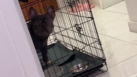 Frenchie Gets Put in Time-Out