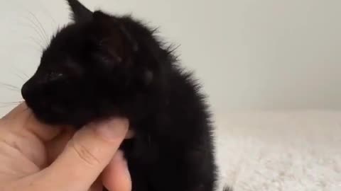 When Black was a little kitty
