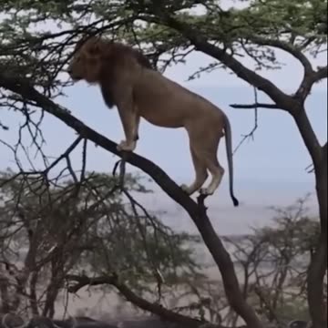 Buffalo fight back lion part 1 #Shorts #Animals