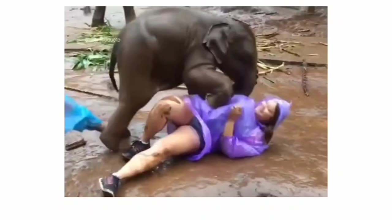 Elephant 🐘 funny moments