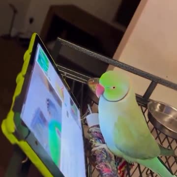 I prefer Rumble little guy