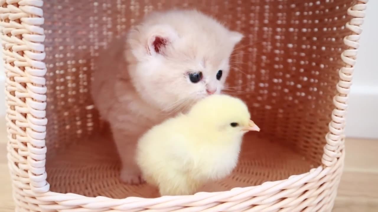 Kittens walk with a tiny chicken