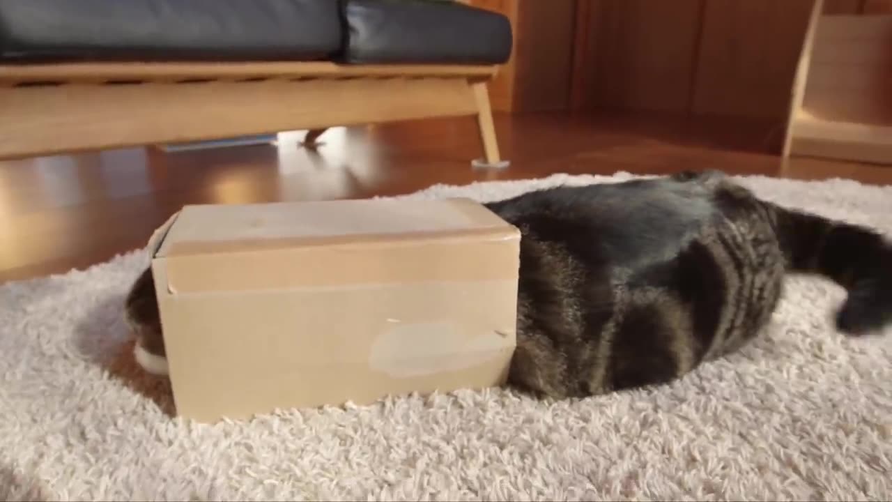 Maru the Japanese cat