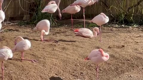 Flamingos wedng birds