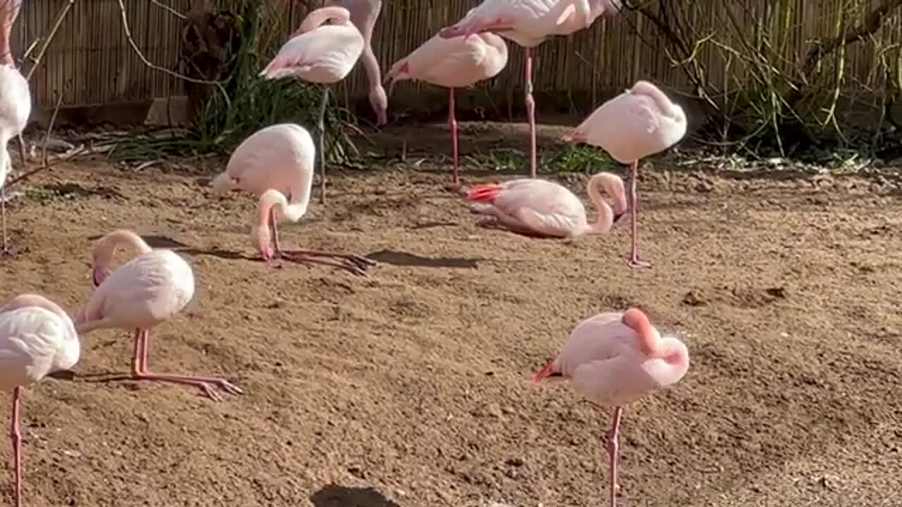 Flamingos wedng birds