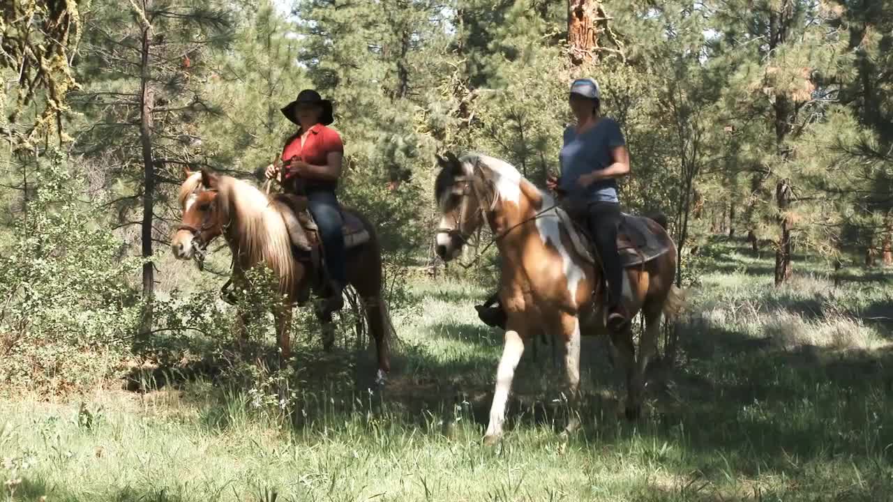 Horseback Riders Off Trail In Washington Forest