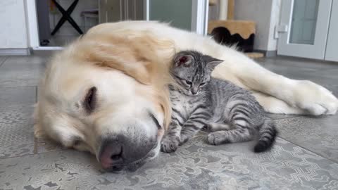 Baby Kitten Shows his Love for Golden Retriever