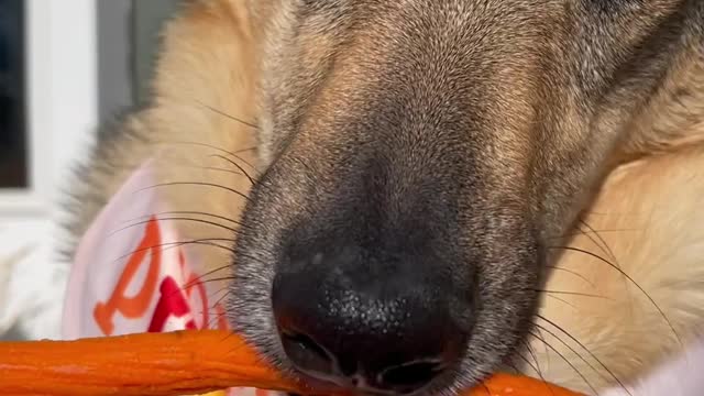 Minnesota Dog Munches on Carrot