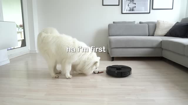 Will My Dog Fight Robot Vacuum When It Comes To Food I Viomi Alpha (S9)