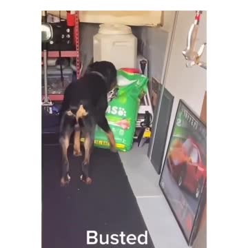 Dog get caught sealing food (Funny ending)