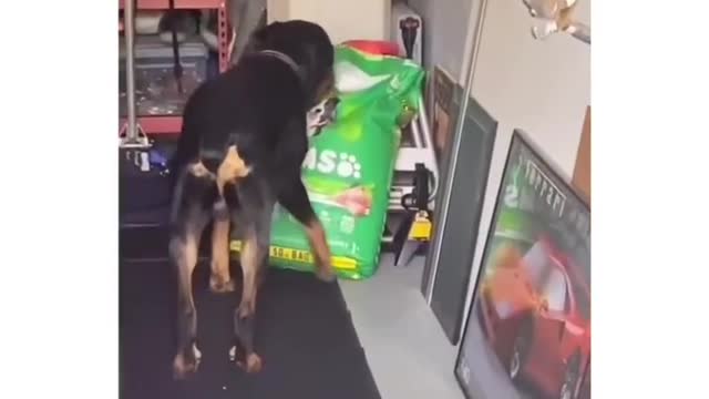 Dog get caught sealing food (Funny ending)