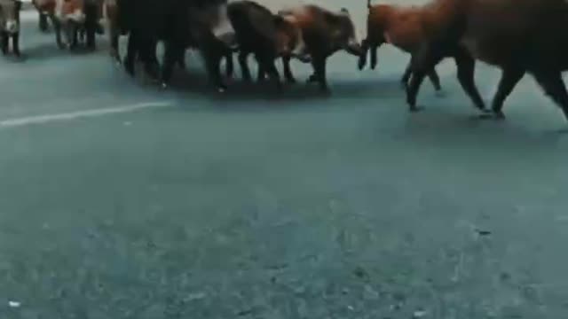 Enormous wild boar family crosses the road