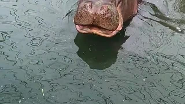 hippo
