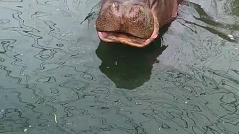 hippo