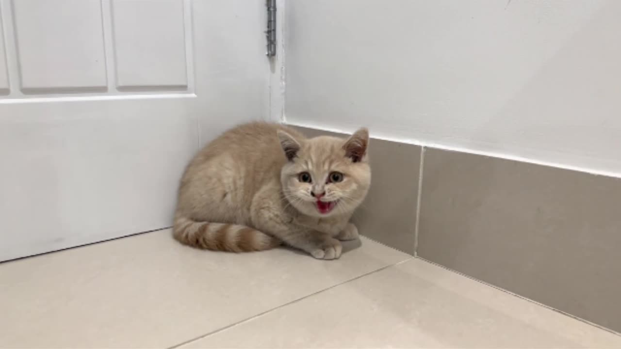 Cat 😺 walking
