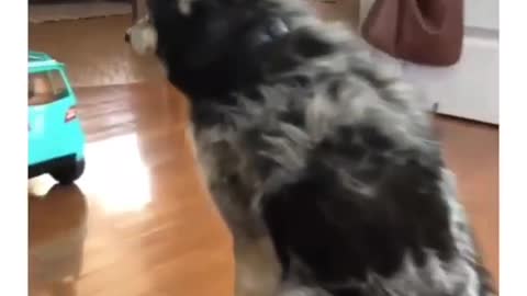 Dog rides a robot vacuum cleaner