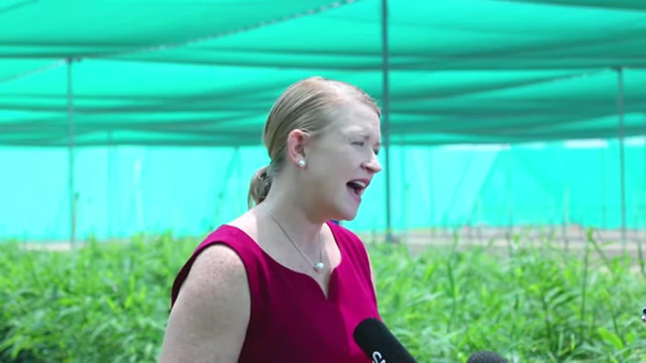 Trial of Ginger Production in Darwin, NT