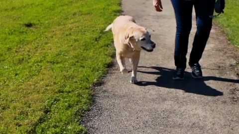 The Last Day | Saying Goodbye To My Family Dog