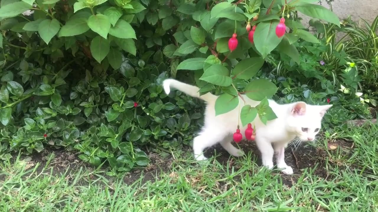 cute cat