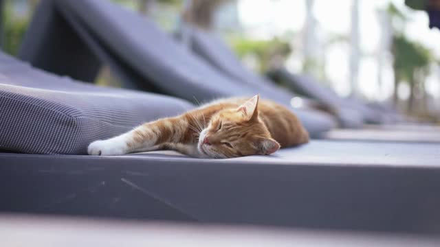 Fluffy red cat lying on sunbed outdoors warming in sunlight with blurred waiter working