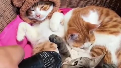 Funny & Cute Cats Compilation (TikTok) #shorts 😻