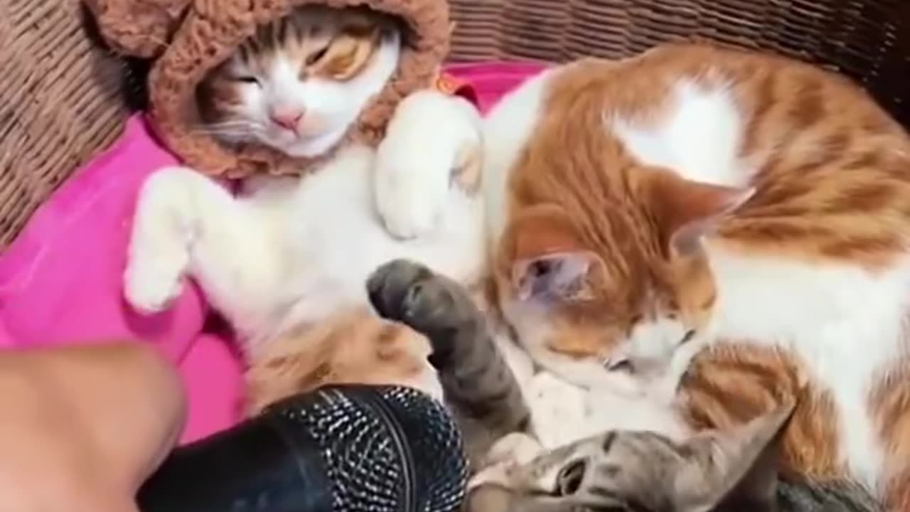 Funny & Cute Cats Compilation (TikTok) #shorts 😻