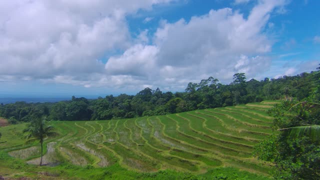 Rice Terraces