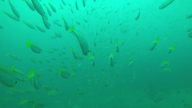 fishes underwater in thailand yellowfishes