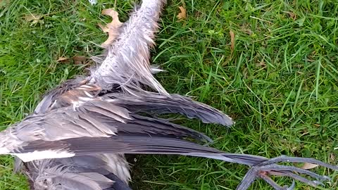 Heron Corpse