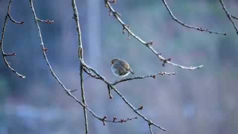 A chubby robin perches on a branch, gazing into the distance