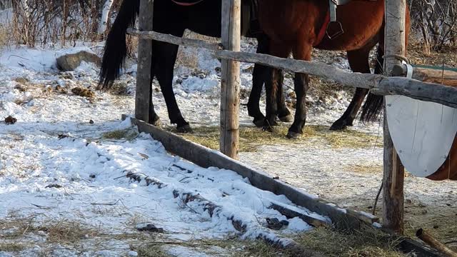 animal working