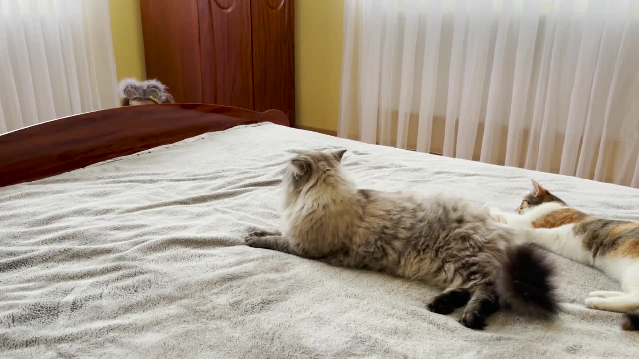 Adorable Little Girl Playing Cat and Mouse with Her Cats!