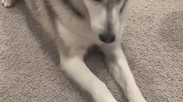 An intelligent dog that understands human speech