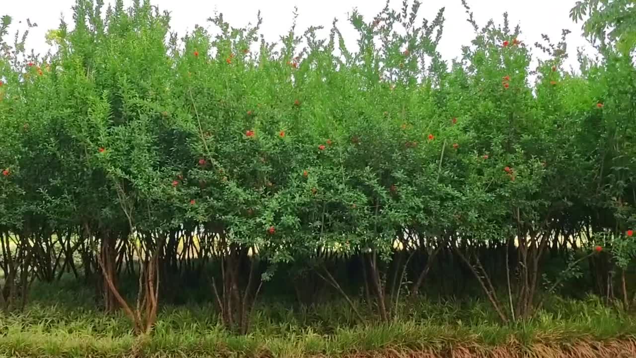 Trees and flowers