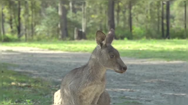 Kangaroo Standing And Looking Around Wildlife Australia