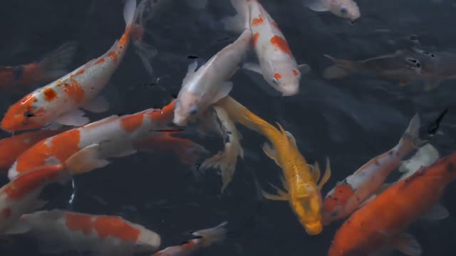 fish