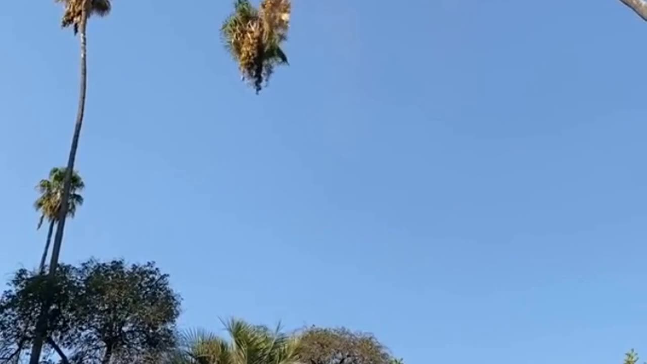 Man cutting tree over 100 feet of tree🌴😱